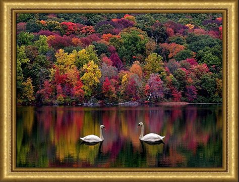 Swans